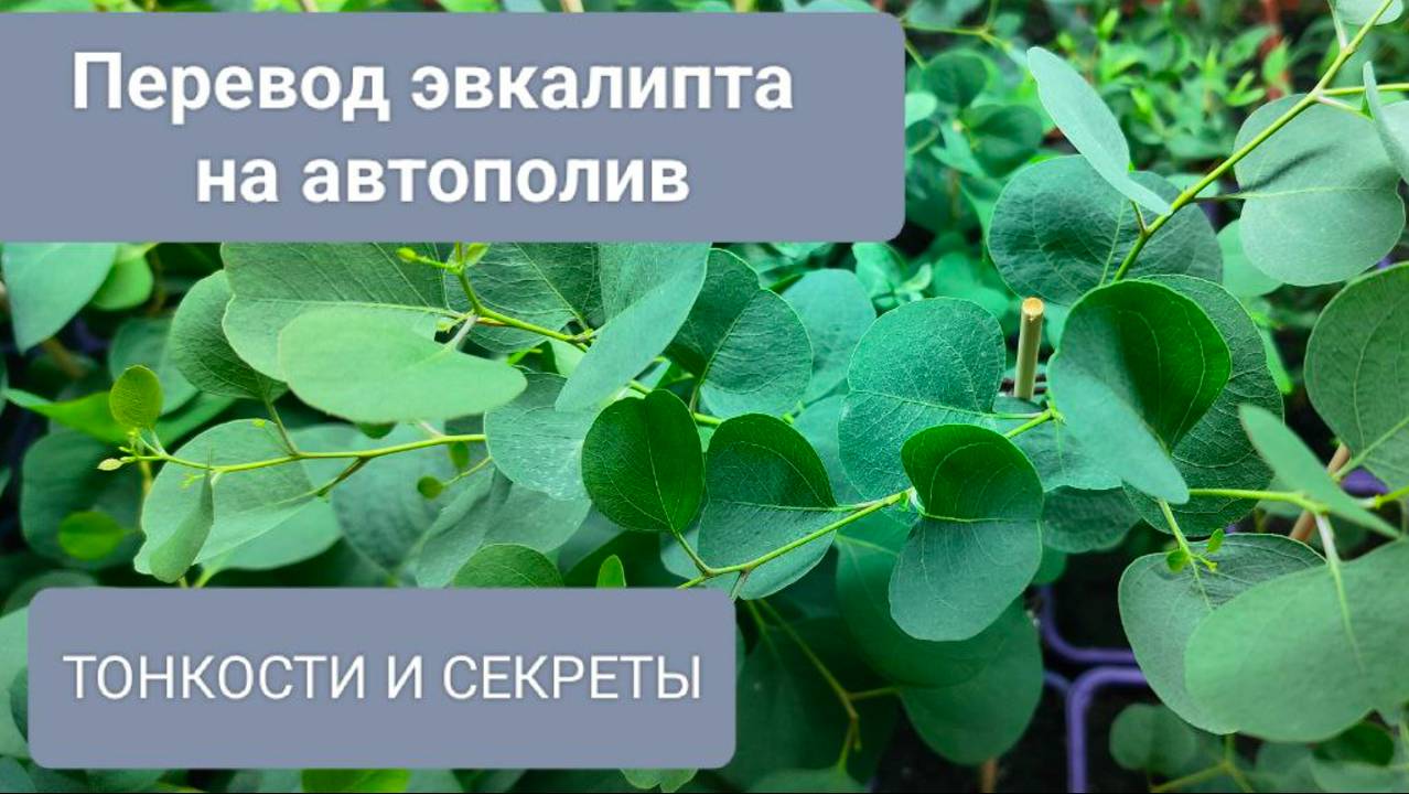 🟢Пересадка РАДУЖНОГО эвкалипта на автополив. СЕКРЕТЫ подробно. смотреть онлайн