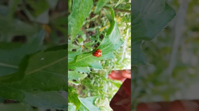 Любовь божьих коровок смотреть онлайн