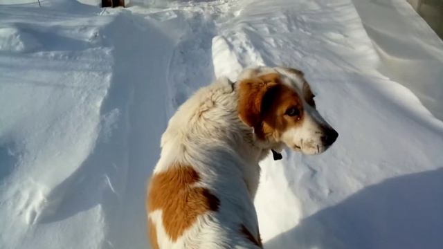 Собаки,сосны,моцион. смотреть онлайн