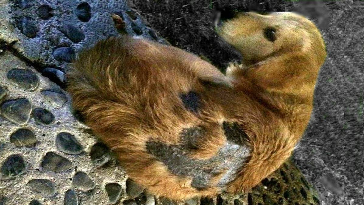 Все переступали ЧЕРЕЗ ЭТУ ПЛЕШИВУЮ СОБАКУ она была никому не нужна