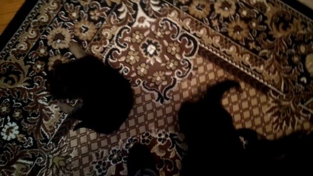 Німецька Вівчарка. смотреть онлайн