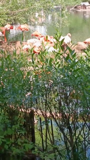 московский зоопарк фламинга смотреть онлайн