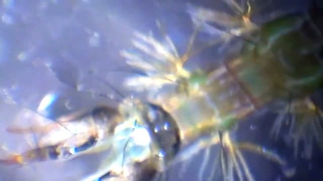 Rhyacophila fasciata смотреть онлайн