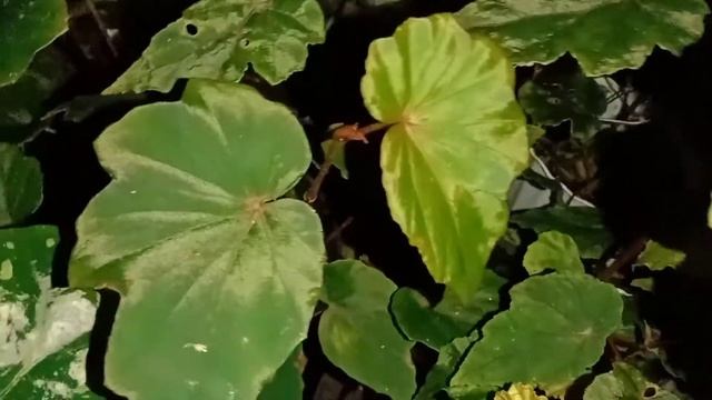 Mengenal beberapa jenis Begonia species sulawesi Barat "uniq dan langka" смотреть онлайн