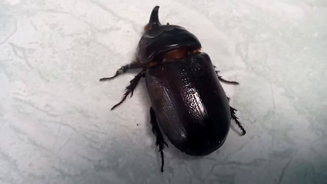 Kumbang Badak ( Oryctes nasicornis ) смотреть онлайн
