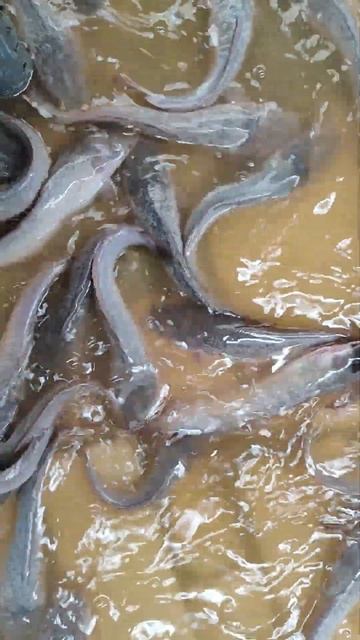 ONE MONTH AFTER BUYING MY CATFISH смотреть онлайн