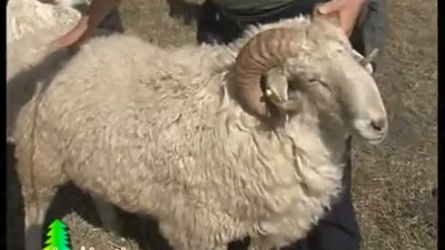 Еміл ақ қойы смотреть онлайн