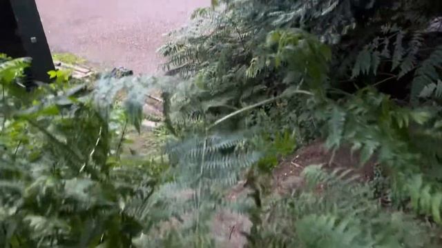 ПОТЕРЯЛИСЬ В ЛЕСУ 🙀 ИСТЕРИКА ЛЕОНОРЫ 😩 НАПАЛА ЖАБА 🐸 смотреть онлайн