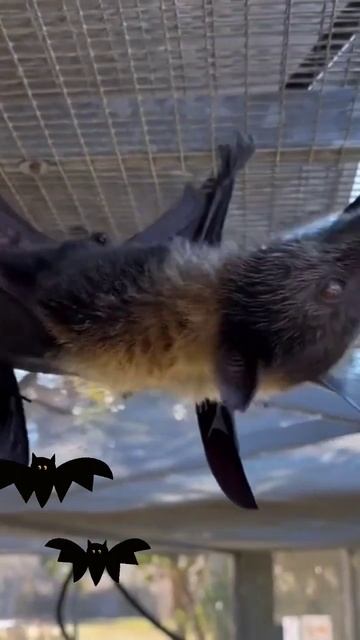 🦇THIS IS THE NATURAL SOUND OF A BATS🔊 #asmr #asmrsounds #bats #shorts #viral #satisfying #foryou смотреть онлайн