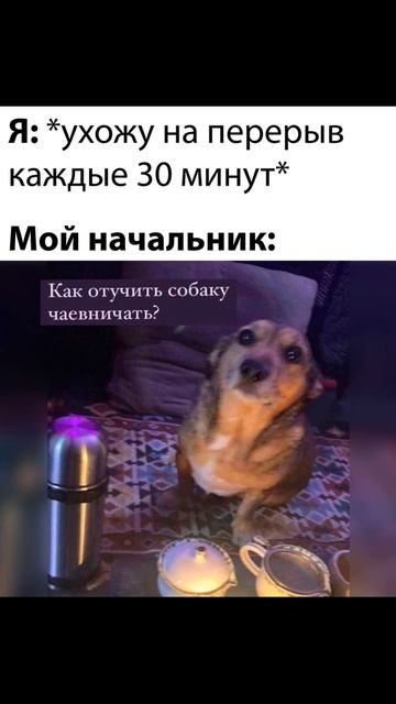 Как отучить собаку чаевничать? смотреть онлайн