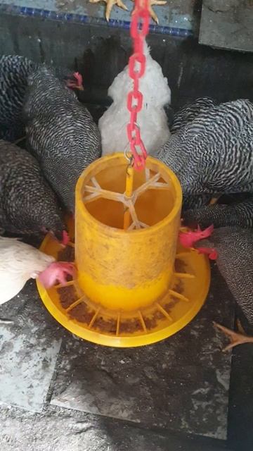 PLYMOUTH ROCK CHICKEN VS BLACK SOLDIER FLY (BSF) смотреть онлайн