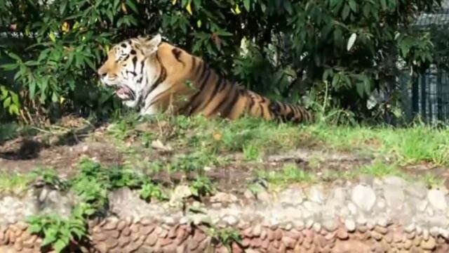 The Siberian tiger,Panthera tigris altaica is the biggest cat in the world смотреть онлайн