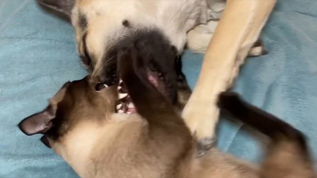 ЗАГРЫЗАЕТ!!! БЕШЕНЫЙ КОТ НАПАЛ НА ОВЧАРКУ!!! УЖАС!!! ЕСТ ЖИВЬЕМ!!! смотреть онлайн