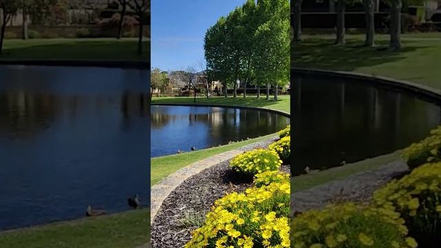 Dog Walking With Ducks - shihtzu x toy poodle (shihpoo) - Perth, Australia #shorts смотреть онлайн