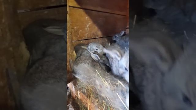 Семейка фландриков открыла глаза. смотреть онлайн