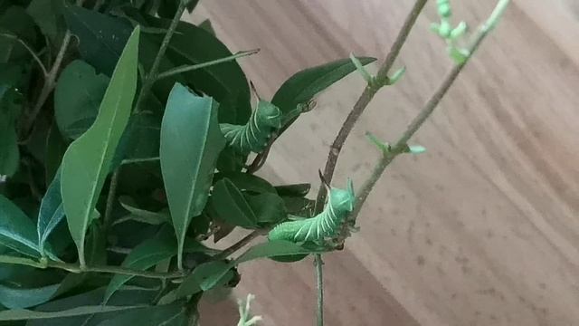 Sphinx ligustri 17.06.21 - 03.07.21 смотреть онлайн