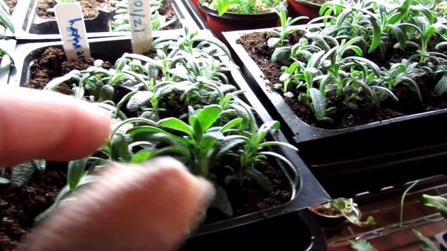 In 60 Seconds or Sow: My Rosemary Won't Germinate! - How to Get Rosemary to Germinate Well in 4 Tip смотреть онлайн