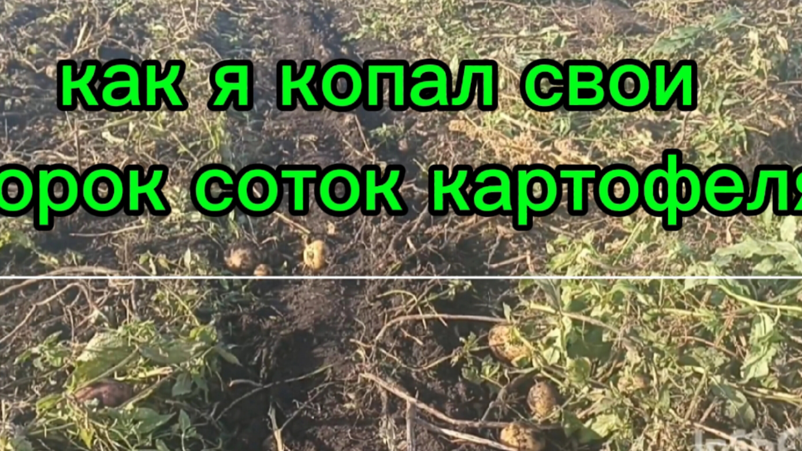 Эти сорок соток картошки я копал бы вечно ,если бы не одно но. смотреть онлайн