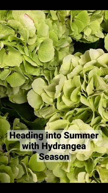 Hydrangea Season смотреть онлайн