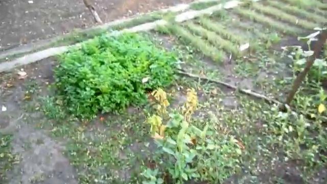 МЫ СЕЯЛИ ОГУРЦЫ ЧЕТЫРЕ РАЗА смотреть онлайн