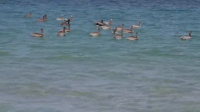 Pelicans Swimming Canon 7D 1080p 24p смотреть онлайн