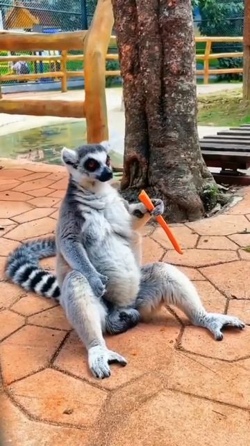 Lemur/ Лемур #приколы #Lemur#лемур#shorts смотреть онлайн