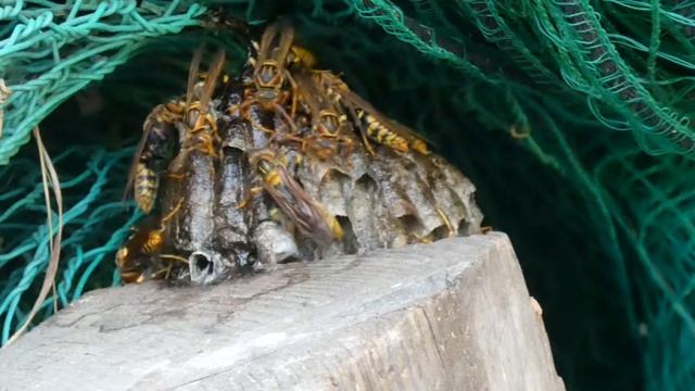 セグロアシナガバチ　朝行動開始の合図は何？2020年8月1日 смотреть онлайн