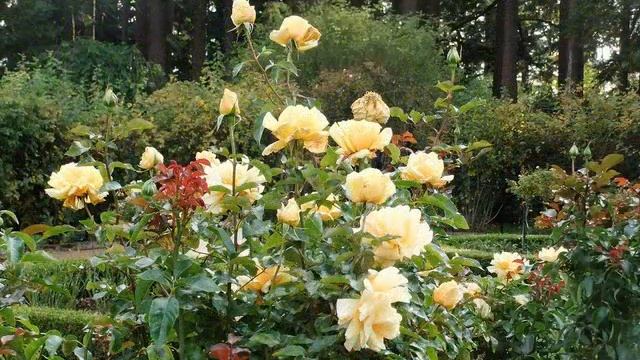 BC Government House & Gardens