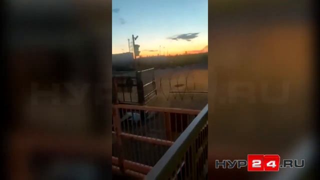 Медведь на месторождении на Ямале смотреть онлайн