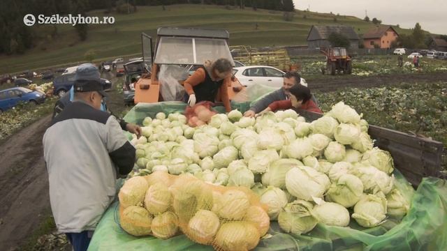 Káposztából nem volt hiány a szépvízi vásáron смотреть онлайн