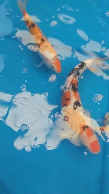 Sydney Weekend market with quality Sanke Koi, #shorts #shortsvideo #goldfish #goldfish #fish смотреть онлайн