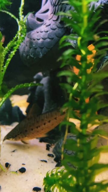 Our Flagtail Catfish! #shorts #viral смотреть онлайн