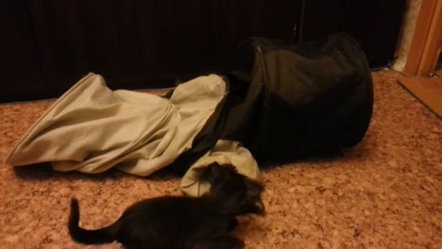 бурма, котята в шуршащей трубе смотреть онлайн