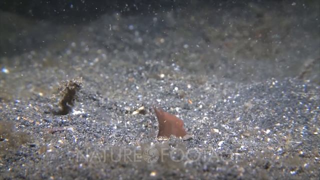Bobbit Worm Captures Fish With Its Jaws And Drags It Into The Sand. смотреть онлайн