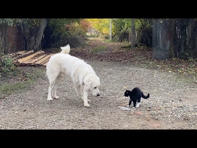 Подгалянская Польская овчарка- Отработка команды ко мне с котами / Лорд 10 месяцев смотреть онлайн