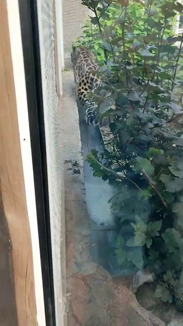 Дальневосточный леопард!🐆🐾🌿 смотреть онлайн