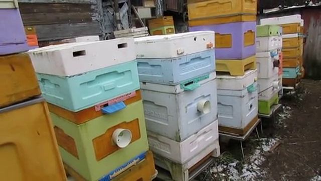 нужно ли давать пчелам воду в феврале - ответы на вопросы , 8.02.2025 смотреть онлайн