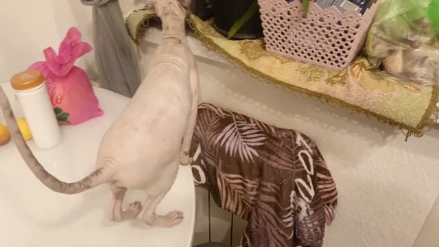 Как дела у меня и у кошки. Мой вечер. смотреть онлайн