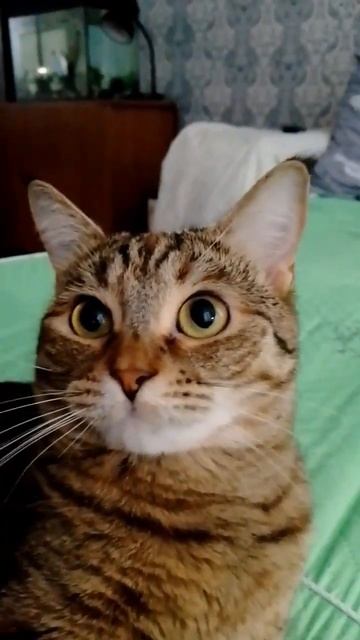 Подписчики, привет🤣🤗 #cat #кошки #happycats #catsh #cute #happypets #love #catlover смотреть онлайн