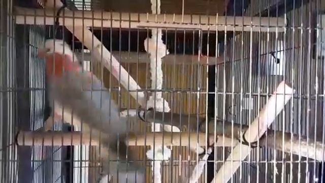 Привет красивая! смотреть онлайн