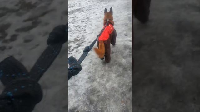 Ушан Пушинович чапает) смотреть онлайн