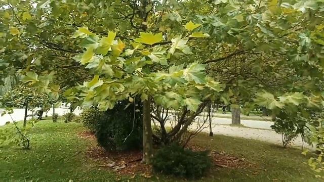 Осенний клен смотреть онлайн