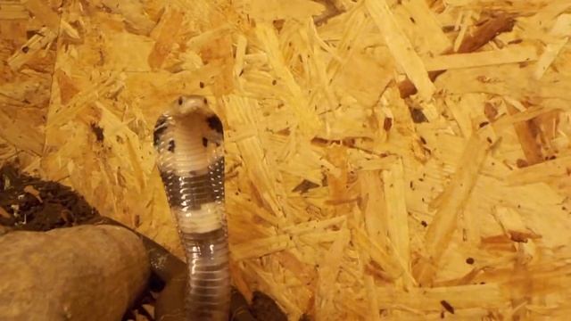 Chinese Cobra- Naja atra смотреть онлайн