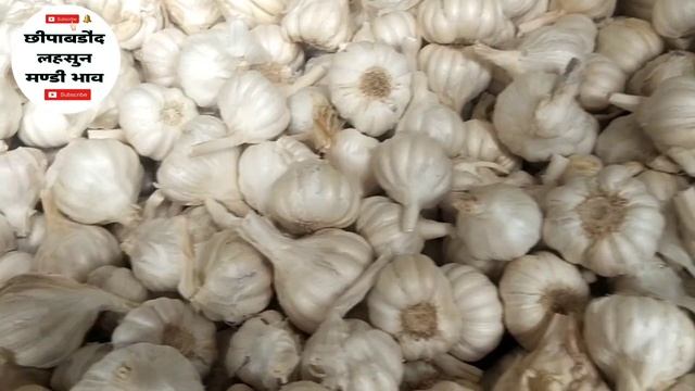 Chhipabarod Lahsun Mandi Ka Bhav Today | Garlic Rate Today | Wholesale Garlic Prices | Lahsun Bhav