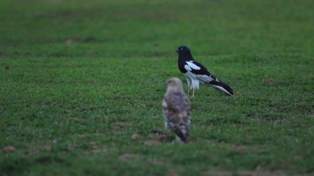 野鳥動画・マダラチュウヒ♂Ad101A8703 20180310（タイ） смотреть онлайн