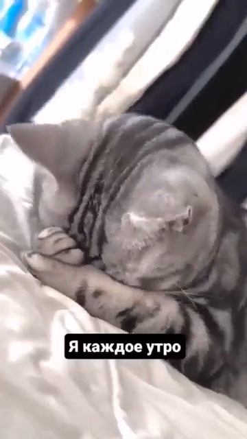 ❗️каждый себя узнал❗️#shorts #кошки #приколы смотреть онлайн