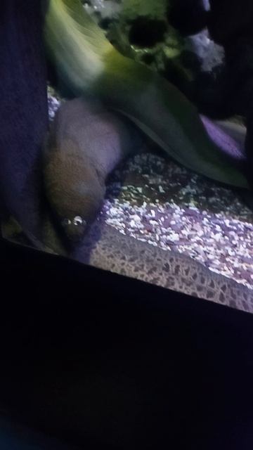 смотри в рыб смотреть онлайн