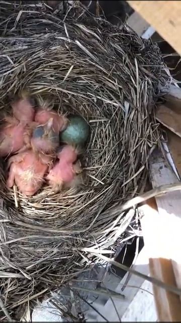 Птенцы дрозда на даче смотреть онлайн