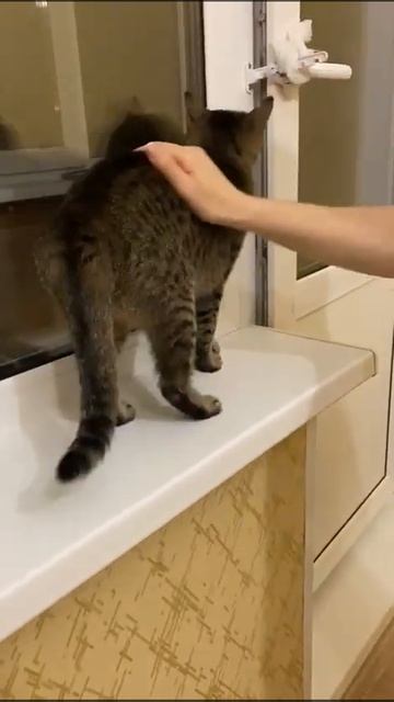 Michiko.ru | Кошка Джерри ищет дом. Отдаем бесплатно. Коты в дар в добрые руки. смотреть онлайн