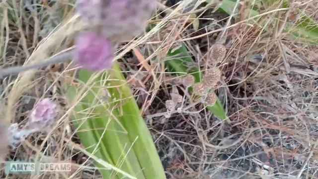 Zero cost Plant Hunting & Hill View Point | CHATHURENGAPARA смотреть онлайн